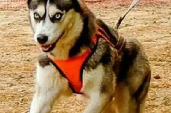 Пропала собака в Пушкинском районе, д.Введенское, Хаски с голубыми глазами и адресником.