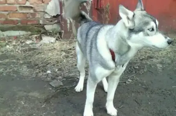 Пропала собака породы Хаски в Рубцовске, вознаграждение.