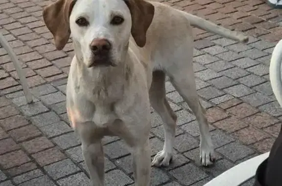 Найдена собака на набережной в Сочи