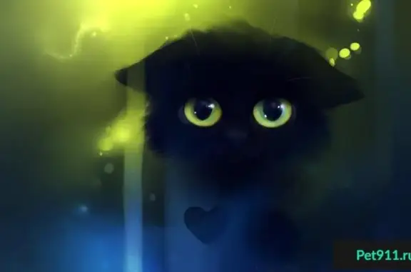 Найдена черная кошка в Иваново!