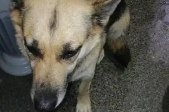 Потерянная собака в Барнауле, Алтайский край