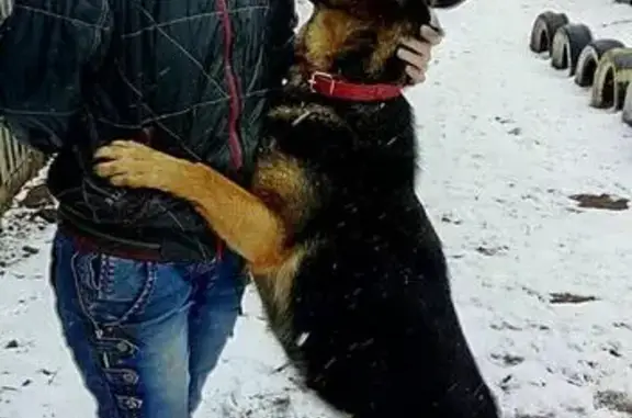 Пропала собака Эльза в Бобруйске, контакт Оля.