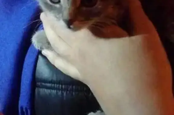 Найдена кошка в Казани