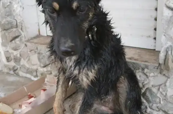 Собака найдена в Тюмени, нужна помощь!