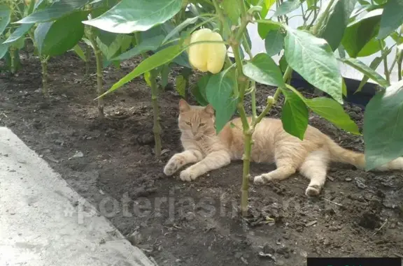 Пропала кошка на Северо-Чемском ж/м в Новосибирске