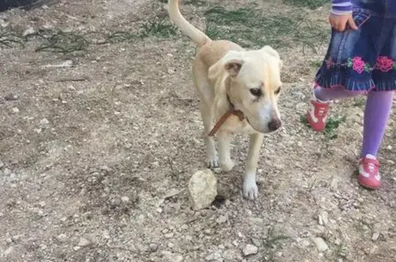 Найдена собака в Севастополе