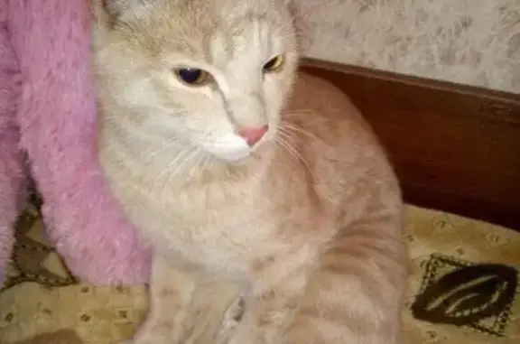 Кошка найдена на ул. Ореховая в Тамбове, хозяева найдены.