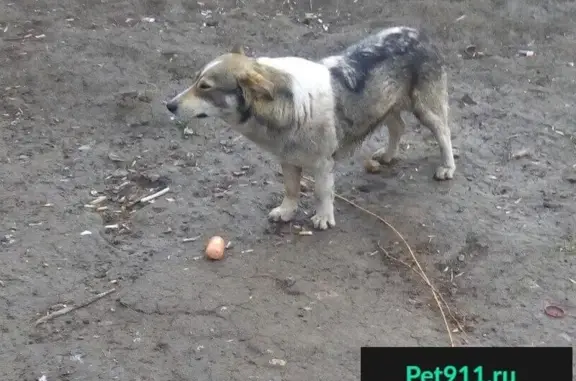 Найдена собака в парке Победы, Тамбов