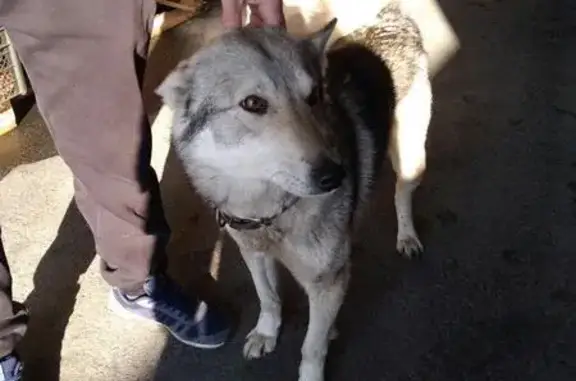 Найден пёс с ошейником в Челябинске