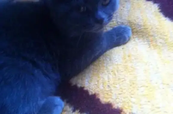 Пропал кот Феликс в Каменке, Симферополь - помогите!