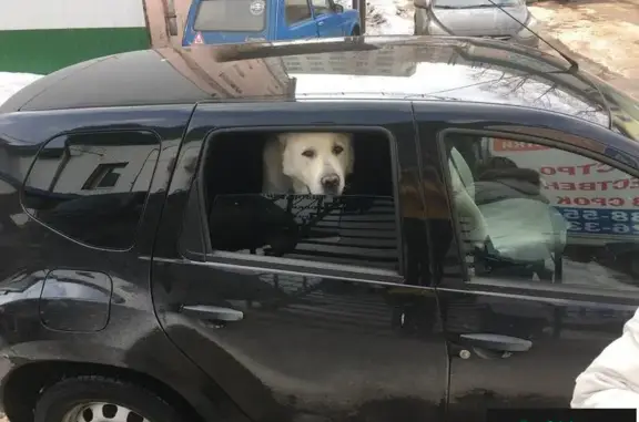 Найдена собака КИРОВ - ОВЧАРКА АЛАБАЙ на дамбе, Москва