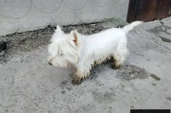 Пропала собака Айс в Солнечногорском районе