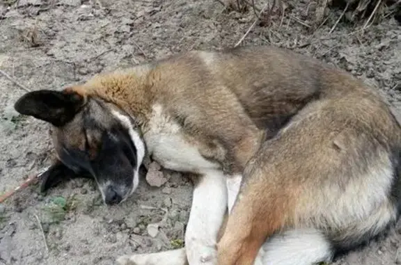 Найден молодой пес в Иваново, адрес - ул.Радищева и ул.Ташкентская