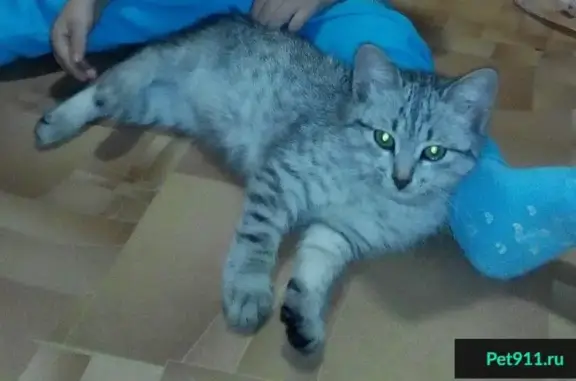 Пропал котенок на ул. Крайняя в Новоалександровке, помогите найти!
