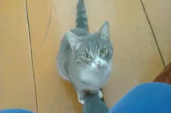 Кошки потеряшки, Набережные Челны, фото: Потеряшка кошка в Набережных Челнах: ЗЯБ, 18-й комплекс, 25