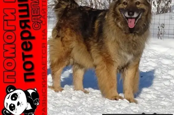 Собаки потеряшки, Кипревское, фото: Потеряшка собака в деревне Маринкино, Владимирская область