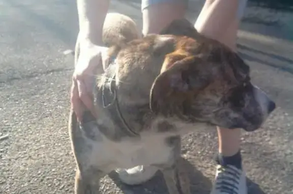 Найдена собака в г. Пятигорск, Россия