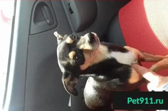 Собаки потеряшки, Самохвал, фото: Потеряшка собака в Садах Енисея, кличка Матиз