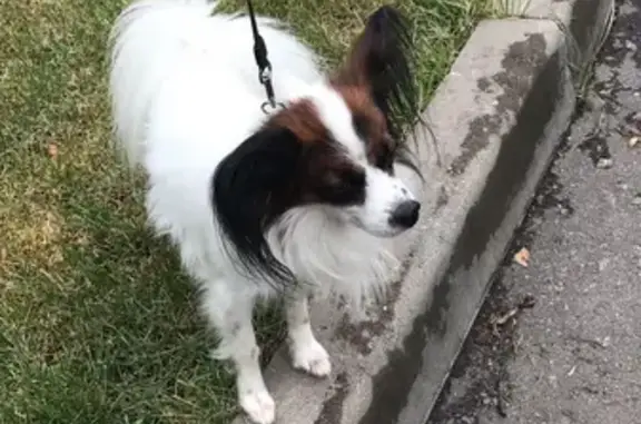 Пропала собака на ул. Свободы 59 (Москва)