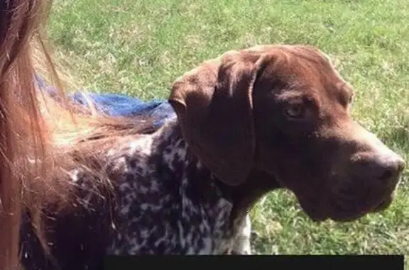 Пропала собака породы курцхаар в Майкопе