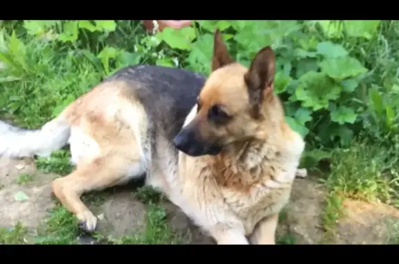 Пропала собака Тэсс, живем в саду «Строитель» между Березовским и ТЭЦ.