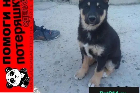 Пропала собака на ул. Вишневая, Краснодарский край