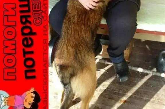 Пропала собака Арчи в Дербышках, Казань.