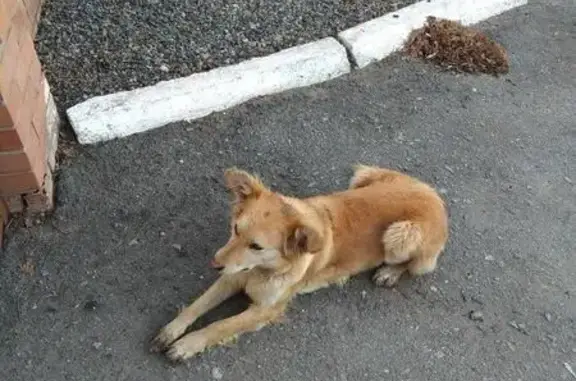 Найдена рыжая собака в Усть-Кинельском, ищет новый дом