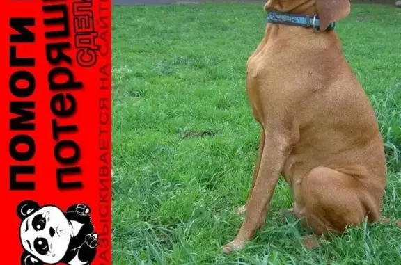 Пропала собака в парке Берёзовая Роща, ищут Гретту, венгерскую выжлу.