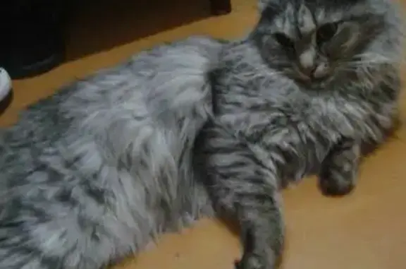 Найдена кошка в Кемерово, Цирк