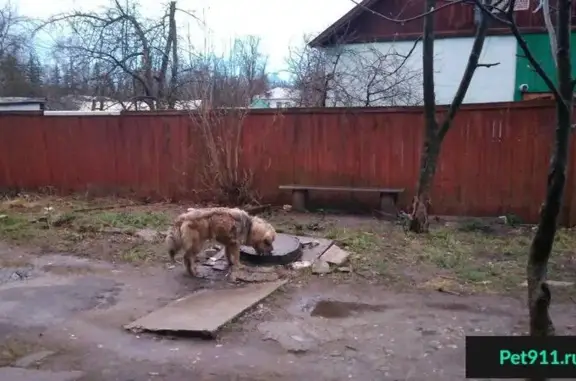 Собака найдена в Гусь-Хрустальном