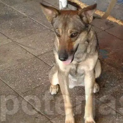 Пропала собака Вета в Ленинском районе, Новосибирск