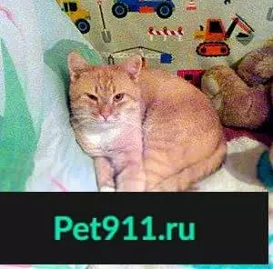Пропал кот в Ступино, ул. Андропова 22