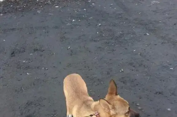Пропала собака возле 43 школы в Тюмени