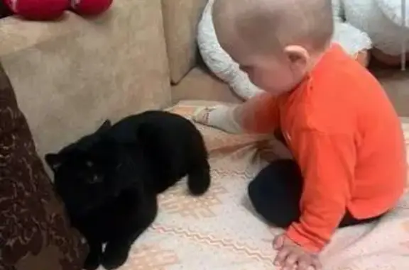 Пропал чёрный кот Боня возле Маневича, 26 (Гомель, Сельмаш) - photo