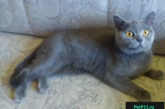 Найдена кошка в Александрове: стерилизована и обработана