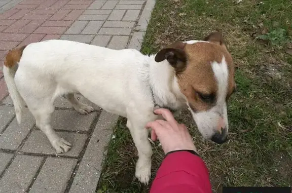 Найден пес на улице Кривова в Ярославле