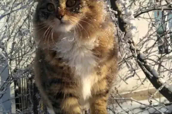 Пропала кошка в ЛАО, вознаграждение.