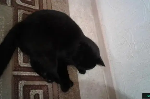 Пропала черная кошка с ранкой на Ялтинской улице, Оренбург
