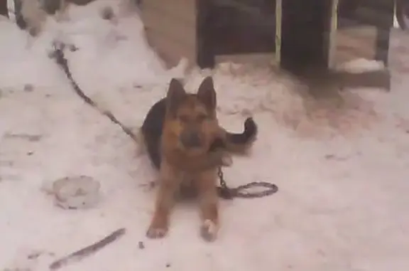 Пропала собака в Калуге: Максимальный репост!