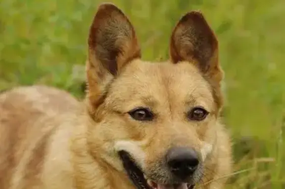 Пропала домашняя рыжая собака в Кратово, Московская область