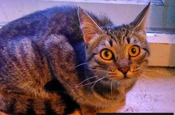 Найдена кошка на Хасанской 10, Санкт-Петербург