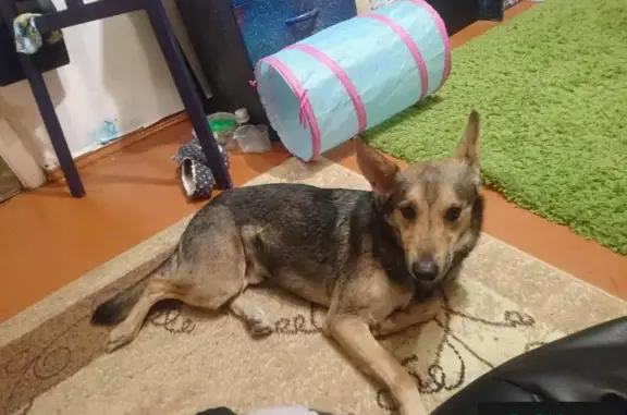 Найдена пугливая собака в Москве, Фрунзенский район