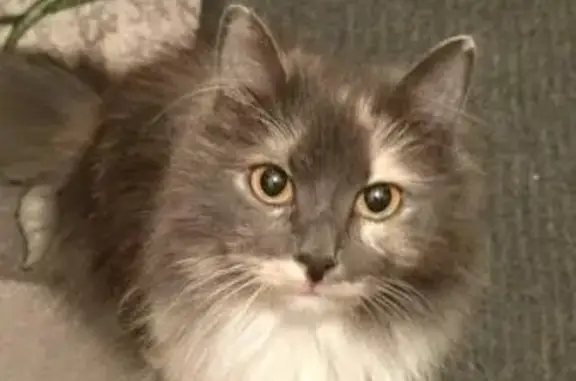 Кошки потеряшки, Владивосток, фото: Потеряшка кошка в Юбилейном, нужна котоловка