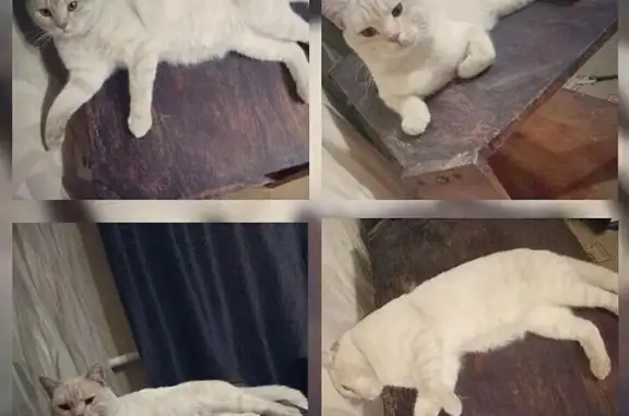 Пропал крупный британский кот на улицах Новой Азовки, Шахты