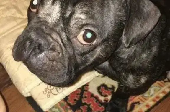 Найдена собака породы французский бульдог в Москве