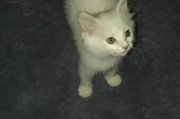 Найдена кошка в Пятигорске
