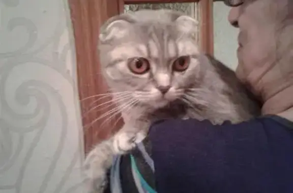 Найдена породистая кошка в Брянске #потеряшкиБрянск