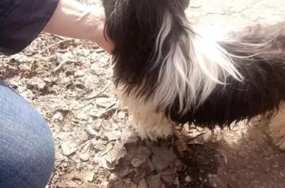 Найдена собака породы ши-тцу в Тольятти