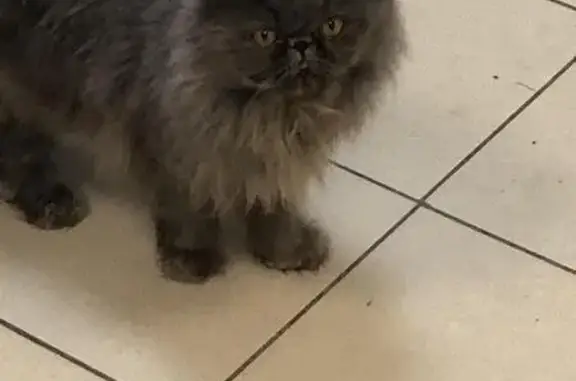 Найдена кошка на Визите в Брянске